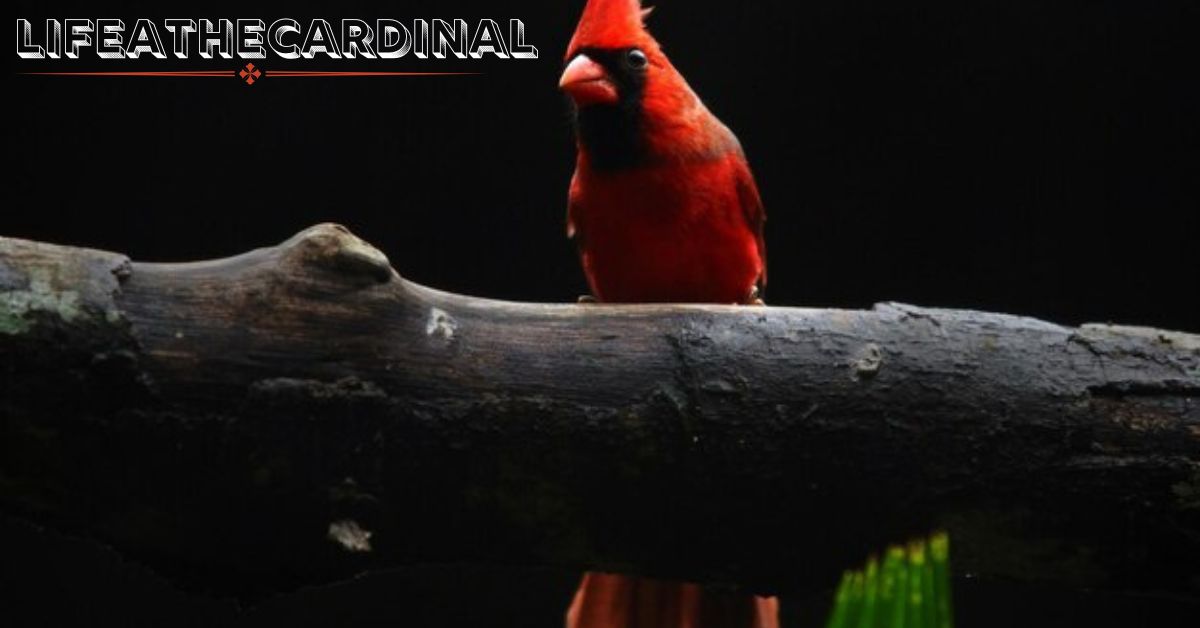 Lifeathecardinal